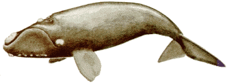 Ballena/Whale