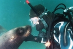 Buceando con Mamiferos Marinos