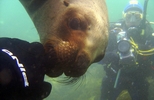 Buceando con Lobos Marinos
