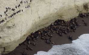 Loberia de Punta Loma  - Click Agranda